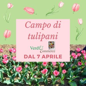 RACCOLTA DI TULIPANI - Primavera 2024