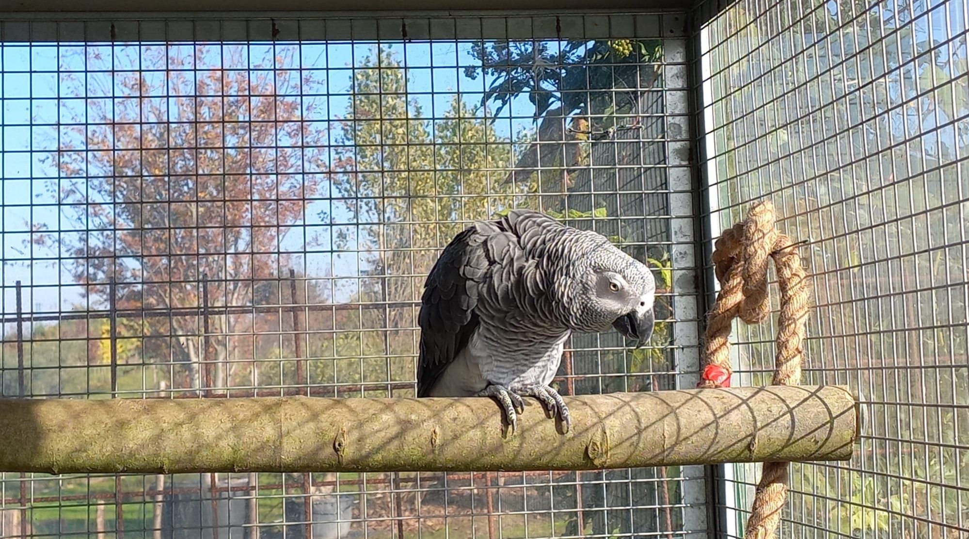 fattoria pappagallo cenerino (1)